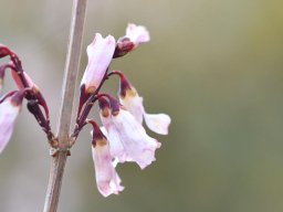 Abeliophyllum distichum